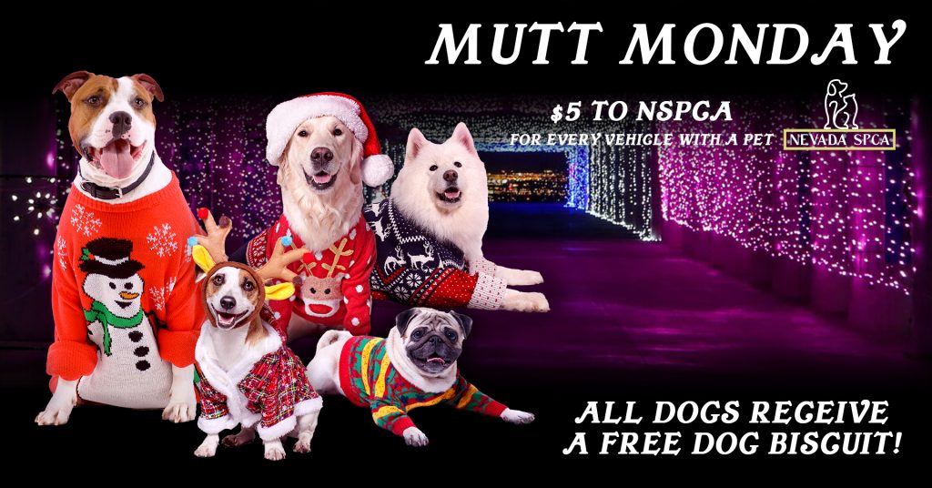 glittering lights mutt monday nspca